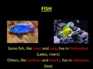FISH
Some fish, like trout and carp, live in freshwater.
(Lakes, rivers)
Others, like sardines and sharks, live in saltwater.
(Sea)
 