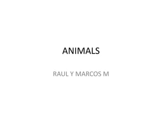 ANIMALS
RAUL Y MARCOS M
 