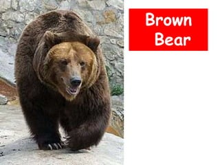 Bear
Brown
Bear
 