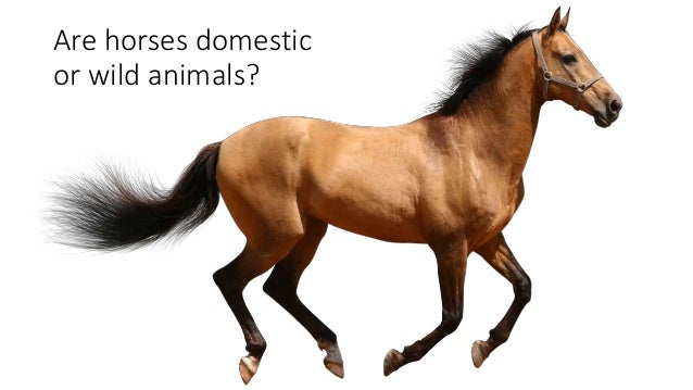 Wild And Domestic Animals Habitats