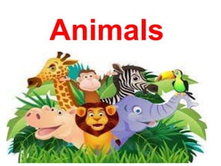 Animals
 