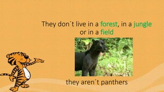 They don´t live in a forest, in a jungle
or in a field
they aren´t panthers
 