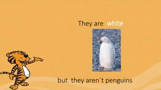 They are white
but they aren´t penguins
 