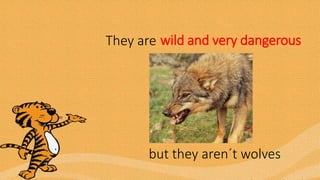 wild and very dangerousThey are
but they aren´t wolves
 
