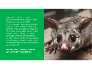 Your roof cavity is an ideal
environment for the types of pests
that keep you up at night,
scratching and moving around as
they go about their business. Not
only are they a nuisance, they are
often also responsible for damage
to electrical cabling, property
damage (internal and external)
due to nesting and debris build up
in cavity and gutters, as well as the
health risks associated with disease
carrying pests.
The four most common animals
you will find in your roof are:
https://www.lifehacker.com.au/2016/07/the-pros-and-cons-of-possums-in-your-roof/
 