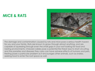 The damage and contamination caused by rats and mice pose a serious health hazard
for you and your family. Rats are known to gnaw through almost anything, and are
capable of squeezing through even the small gaps in your roof looking for food and
nesting environments. Chewed cables pose a potential fire threat due to short circuiting,
and the parasites and diseases they carry can have adverse effects of humans and pets.
Nesting poses a particular problem as it encourages other animals, such as snakes,
seeking food to enter the roof space as well.
MICE & RATS
http://www.aaanimalcontrol.com/professional-trapper/gallery/pages/rat005.html
 
