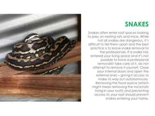 Snakes often enter roof spaces looking
to prey on nesting rats and mice. While
not all snakes are dangerous, it’s
difficult to tell them apart and the best
practice is to leave snake removal to
the professionals. If a snake has
entered your living space and it’s not
possible to have a professional
removalist take care of it, do not
attempt to remove it yourself. Close
your internal doors and open the
external ones – giving it access to
make its way out autonomously.
Removing the food source (which
might mean removing the mice/rats
living in your roof!) and preventing
access to your roof should prevent
snakes entering your home.
SNAKES
http://www.snakecatchers.com/images/carpet_python_in_roof.jpg
 