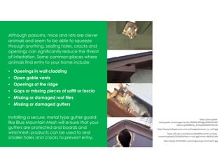 Although possums, mice and rats are clever
animals and seem to be able to squeeze
through anything, sealing holes, cracks and
openings can significantly reduce the threat
of infestation. Some common places where
animals find entry to your home include:
• Openings in wall cladding
• Open gable vents
• Openings at the ridge
• Gaps or missing pieces of soffit or fascia
• Missing or damaged roof tiles
• Missing or damaged gutters
Installing a secure, metal type gutter guard
like Blue Mountain Mesh will ensure that your
gutters are protected and boards and
wire/mesh products can be used to seal
smaller holes and cracks to prevent entry.
https://i0.wp.com/advancedwildlifecontrol.com/wp-
content/uploads/2016/03/hole-in-roof.jpg?resize=300%2C240
http://www.247wildlife.com/images/squirrelchew01.jpg
http://www.hellopossums.com.au/images/possum_in_roof.jpg
https://encrypted-
tbn0.gstatic.com/images?q=tbn:ANd9GcSKZzgjlp2O6laV0UD0
2XKrumphMB8H2a_DVEoyQX4SMPiOUU3E
 