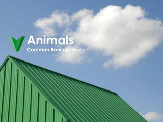 Animals
Common Roofing Issues
 