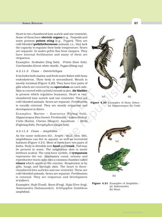 Animals Not Streamlined Animals | PDF