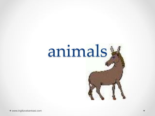 animals
www.ingilizcebankasi.com
 