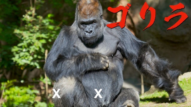 ジャングルの王者論 動物から生き方を学べ ジャングルの王者論 動物から生き方を学べ