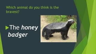 Which animal do you think is the
bravest?
The honey
badger
 