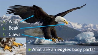 What are an eagles body parts?
1. Wings
2. Beak
3. Claws
 