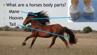 What are a horses body parts?
1. Mane
2. Hooves
3. Tail
 