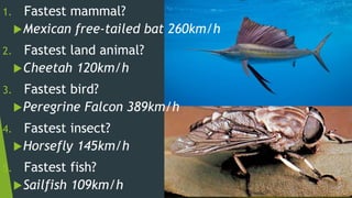 1. Fastest mammal?
2. Fastest land animal?
3. Fastest bird?
4. Fastest insect?
5. Fastest fish?
Mexican free-tailed bat 260km/h
Cheetah 120km/h
Peregrine Falcon 389km/h
Horsefly 145km/h
Sailfish 109km/h
 