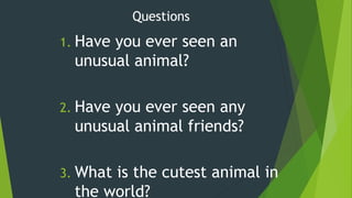 1. Have you ever seen an
unusual animal?
2. Have you ever seen any
unusual animal friends?
3. What is the cutest animal in
the world?
Questions
 