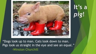 “Dogs look up to man. Cats look down to man.
Pigs look us straight in the eye and see an equal.”
It’s a
pig!
-Winston Churchill
 