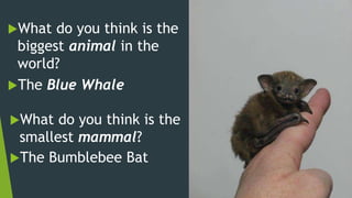 What do you think is the
smallest mammal?
What do you think is the
biggest animal in the
world?
The Blue Whale
The Bumblebee Bat
 