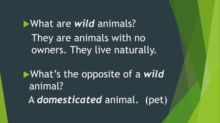 What are wild animals?
What’s the opposite of a wild
animal?
A domesticated animal. (pet)
They are animals with no
owners. They live naturally.
 