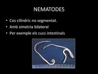 NEMATODES
• Cos cilíndric no segmentat.
• Amb simetria bilateral
• Per exemple els cucs intestinals
 