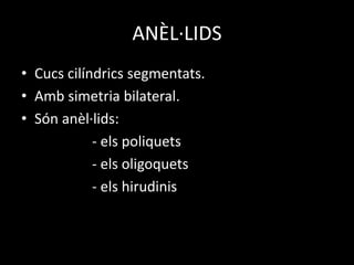 ANÈL·LIDS
• Cucs cilíndrics segmentats.
• Amb simetria bilateral.
• Són anèl·lids:
- els poliquets
- els oligoquets
- els hirudinis
 
