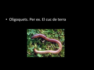 • Oligoquets. Per ex. El cuc de terra
 