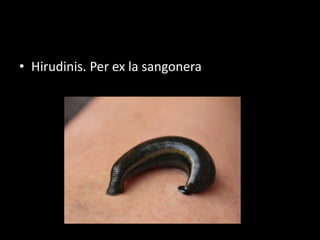 • Hirudinis. Per ex la sangonera
 