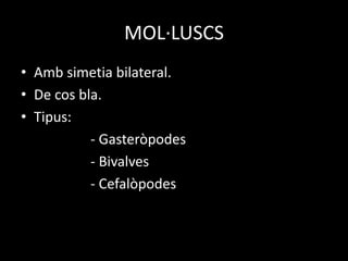 MOL·LUSCS
• Amb simetia bilateral.
• De cos bla.
• Tipus:
- Gasteròpodes
- Bivalves
- Cefalòpodes
 
