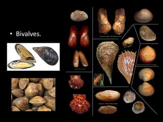 • Bivalves.
 