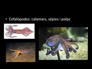 • Cefalòpodes: calamars, sépies i polps
 