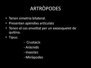 ARTRÒPODES
• Tenen simetria bilateral.
• Presenten apèndixs articulats
• Tenen el cos envoltat per un exoesquelet de
quitina.
• Tipus:
- Crustacis
- Aràcnids
- Insectes
- Miriàpodes
 