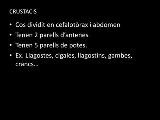 CRUSTACIS
• Cos dividit en cefalotòrax i abdomen
• Tenen 2 parells d’antenes
• Tenen 5 parells de potes.
• Ex. Llagostes, cigales, llagostins, gambes,
crancs…
 