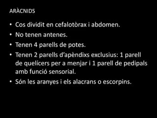 ARÀCNIDS
• Cos dividit en cefalotòrax i abdomen.
• No tenen antenes.
• Tenen 4 parells de potes.
• Tenen 2 parells d’apèndixs exclusius: 1 parell
de quelícers per a menjar i 1 parell de pedipals
amb funció sensorial.
• Són les aranyes i els alacrans o escorpins.
 