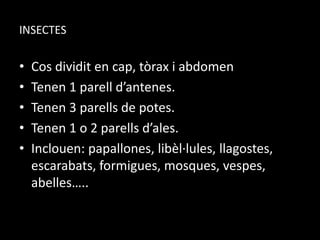 INSECTES
• Cos dividit en cap, tòrax i abdomen
• Tenen 1 parell d’antenes.
• Tenen 3 parells de potes.
• Tenen 1 o 2 parells d’ales.
• Inclouen: papallones, libèl·lules, llagostes,
escarabats, formigues, mosques, vespes,
abelles…..
 