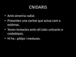 CNIDARIS
• Amb simetria radial.
• Presenten una cavitat que actua com a
estómac.
• Tenen tentacles amb cèl.lules urticants o
cnidoblasts.
• Hi ha : pòlips i meduses.
 