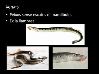 ÀGNATS.
• Peixos sense escates ni mandíbules
• Ex la llamprea
 