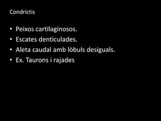 Condríctis
• Peixos cartilaginosos.
• Escates denticulades.
• Aleta caudal amb lòbuls desiguals.
• Ex. Taurons i rajades
 