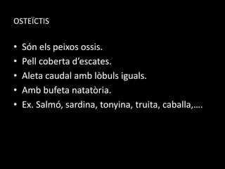 OSTEÏCTIS
• Són els peixos ossis.
• Pell coberta d’escates.
• Aleta caudal amb lòbuls iguals.
• Amb bufeta natatòria.
• Ex. Salmó, sardina, tonyina, truita, caballa,….
 