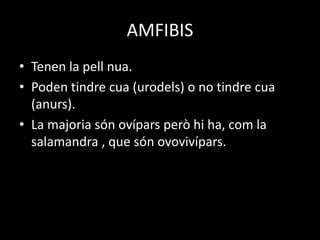 AMFIBIS
• Tenen la pell nua.
• Poden tindre cua (urodels) o no tindre cua
(anurs).
• La majoria són ovípars però hi ha, com la
salamandra , que són ovovivípars.
 