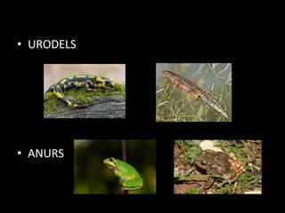 • URODELS
• ANURS
 