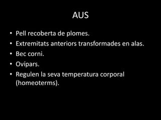 AUS
• Pell recoberta de plomes.
• Extremitats anteriors transformades en alas.
• Bec corni.
• Ovípars.
• Regulen la seva temperatura corporal
(homeoterms).
 