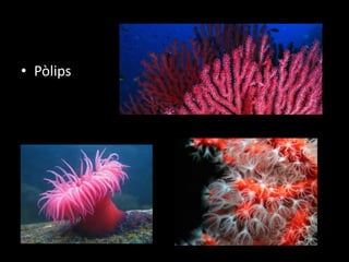 • Pòlips
 