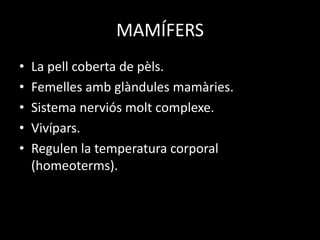 MAMÍFERS
• La pell coberta de pèls.
• Femelles amb glàndules mamàries.
• Sistema nerviós molt complexe.
• Vivípars.
• Regulen la temperatura corporal
(homeoterms).
 