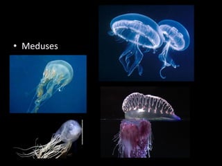 • Meduses
 
