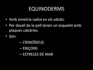 EQUINODERMS
• Amb simetria radial en els adults.
• Per davall de la pell tenen un esquelet amb
plaques calcàries.
• Són:
– CRINOÏDEUS
– ERIÇONS
– ESTRELES DE MAR
 