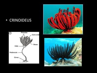 • CRINOIDEUS
 