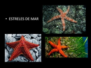 • ESTRELES DE MAR
 