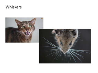 Whiskers