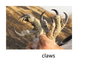 claws
 